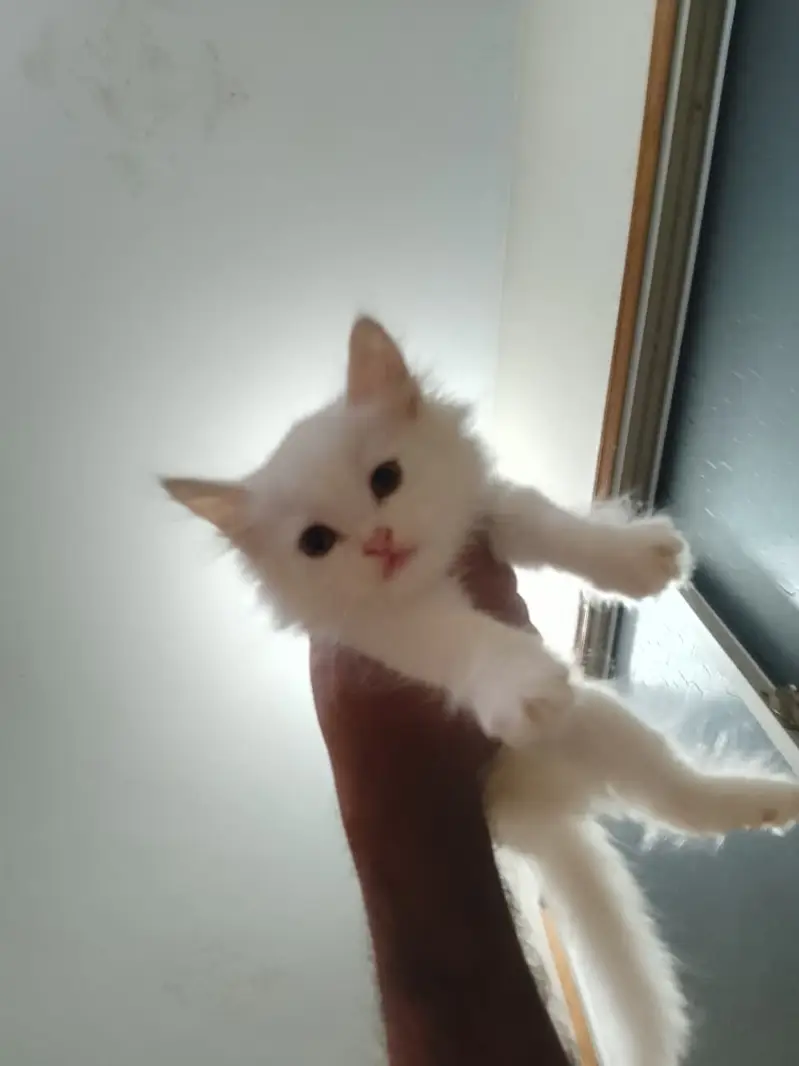 Cute Little Male Cat Selling — photo 4