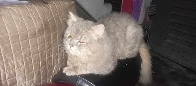 British Longhair