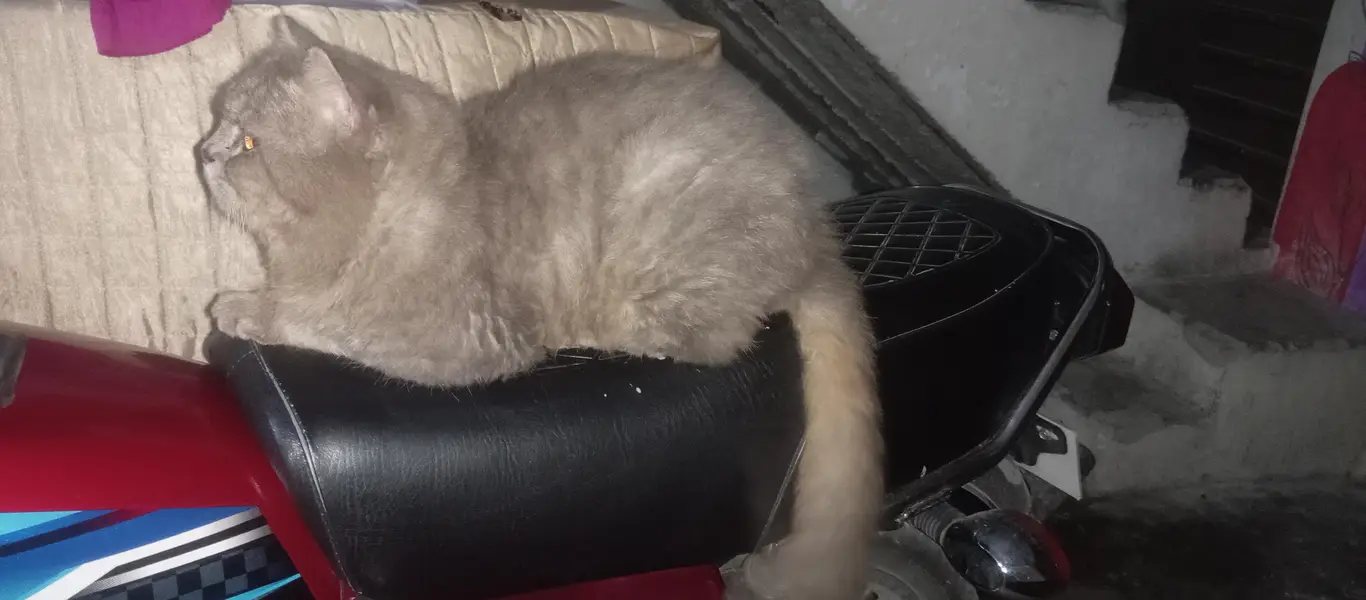 British Longhair — photo 2