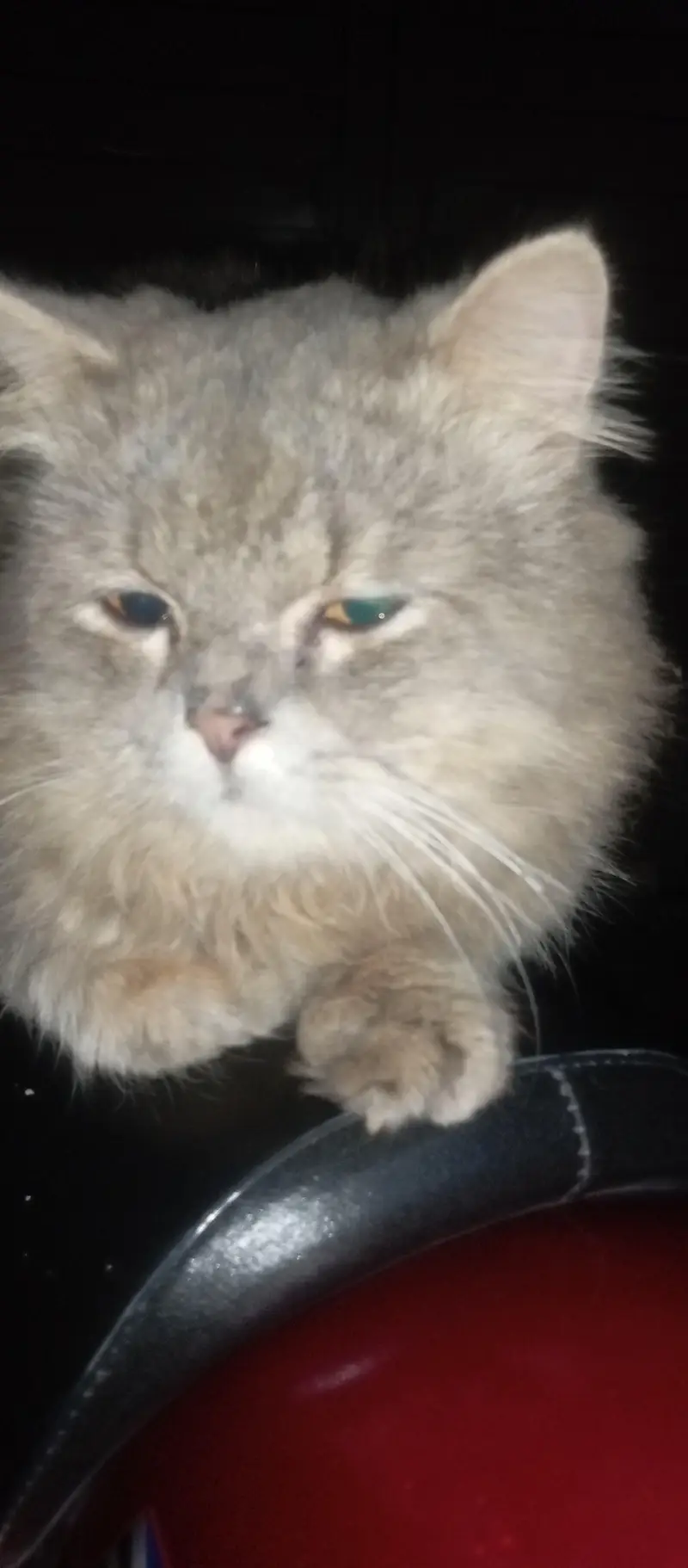 British Longhair — photo 3