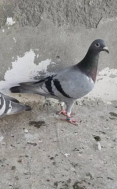 nice pigeons