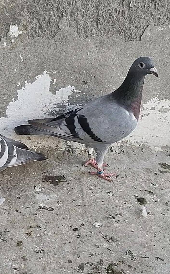 nice pigeons 0