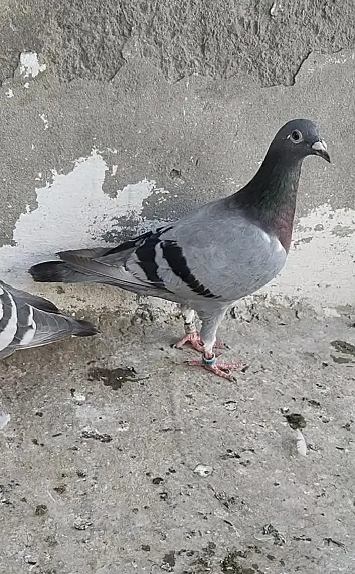 nice pigeons