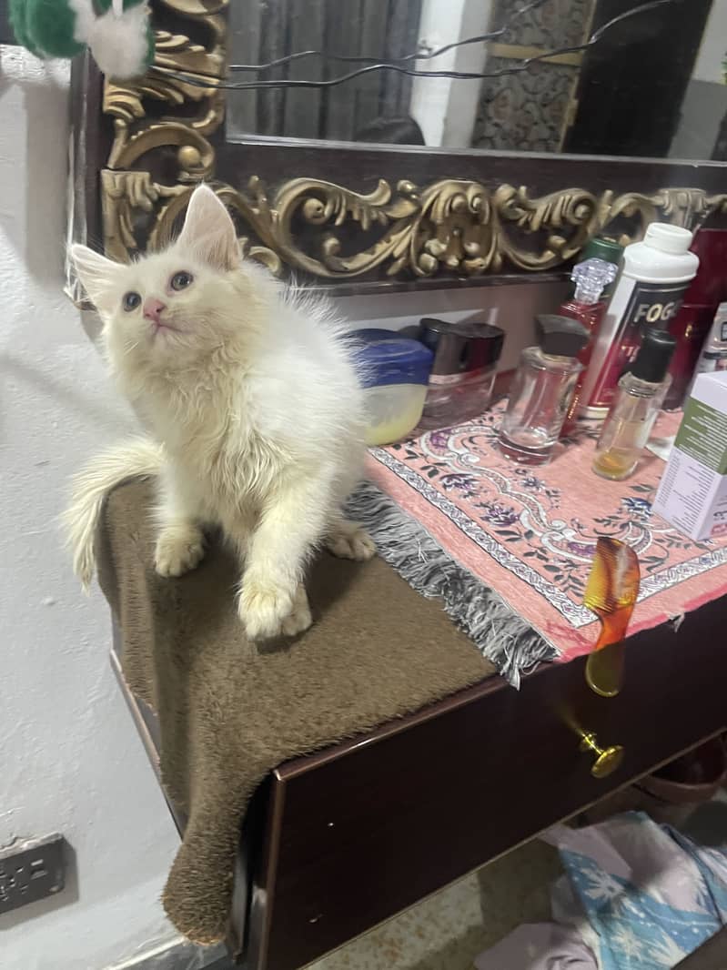 Kittan 1