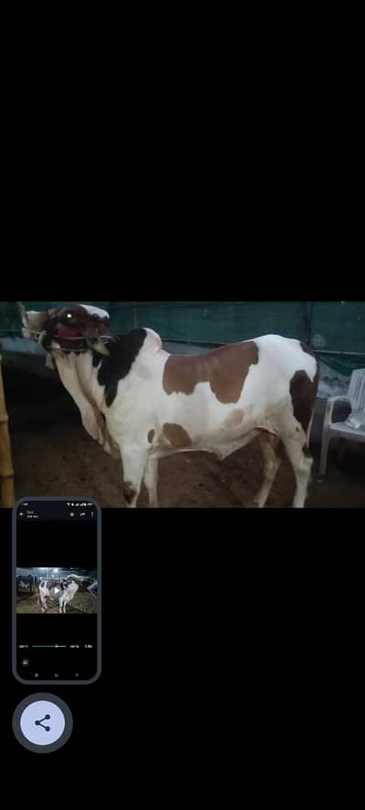 bachra for sale