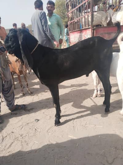 for sale