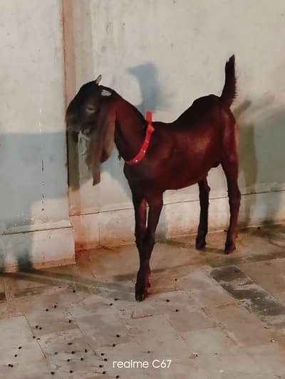 Lal Nukhra Ablaq male03342637391