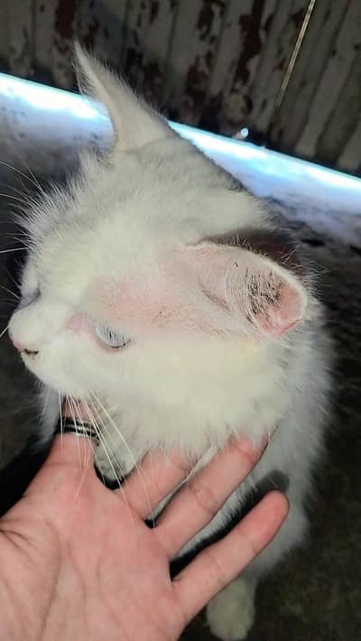 Beautiful White Cat for Sale 7k