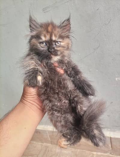 kittens for sale