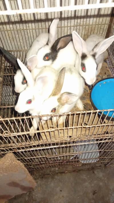 baby rabbits for sale home breed