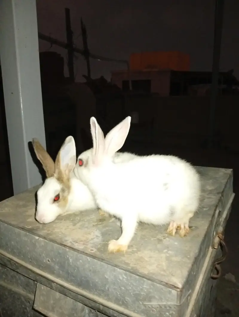 baby rabbits for sale home breed — photo 2
