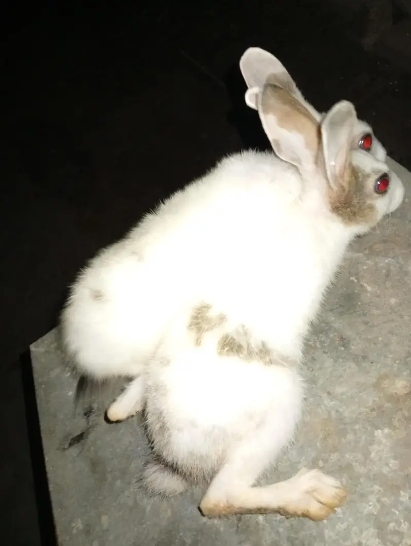 baby rabbits for sale home breed — photo 3