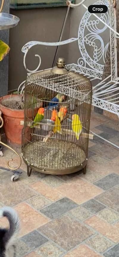 Love birds with cage