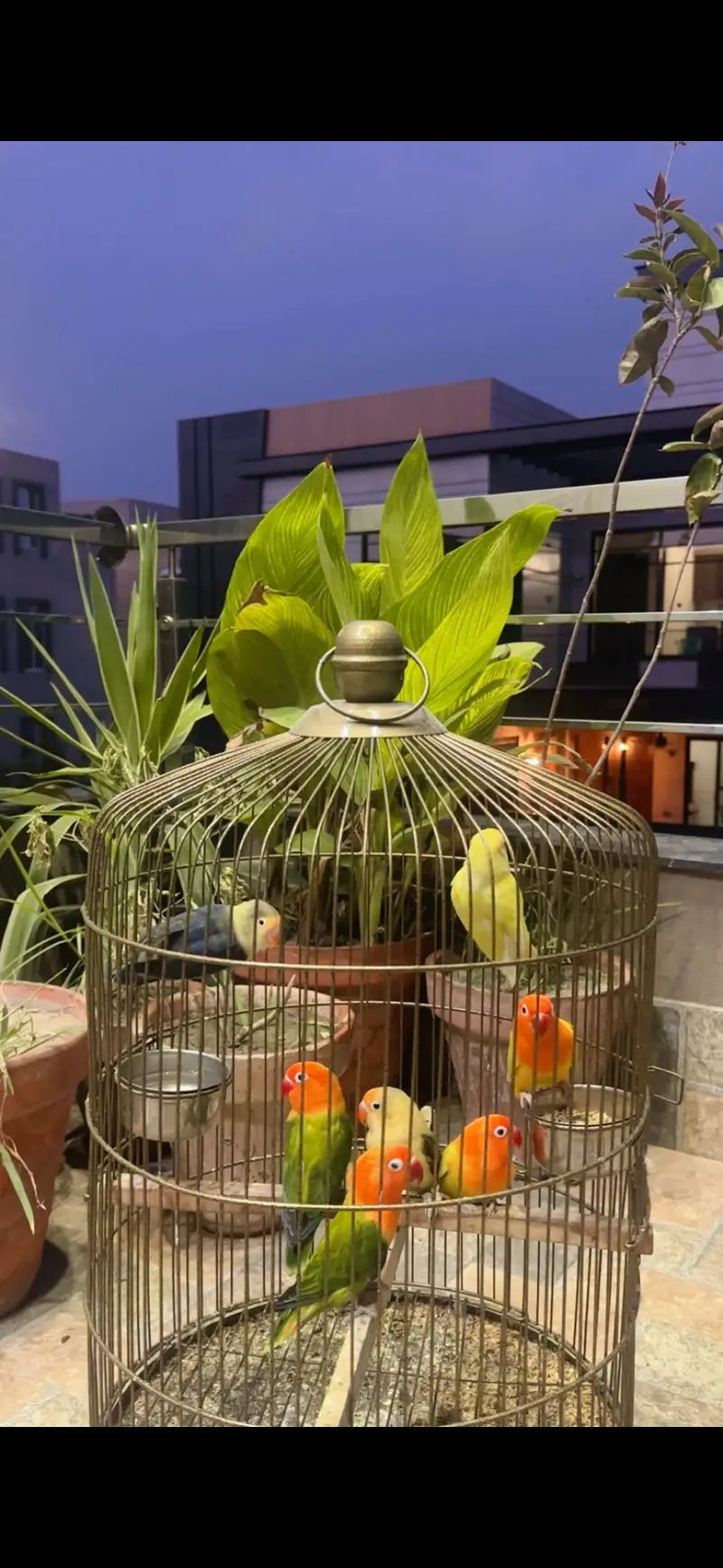 Love birds with cage — photo 2