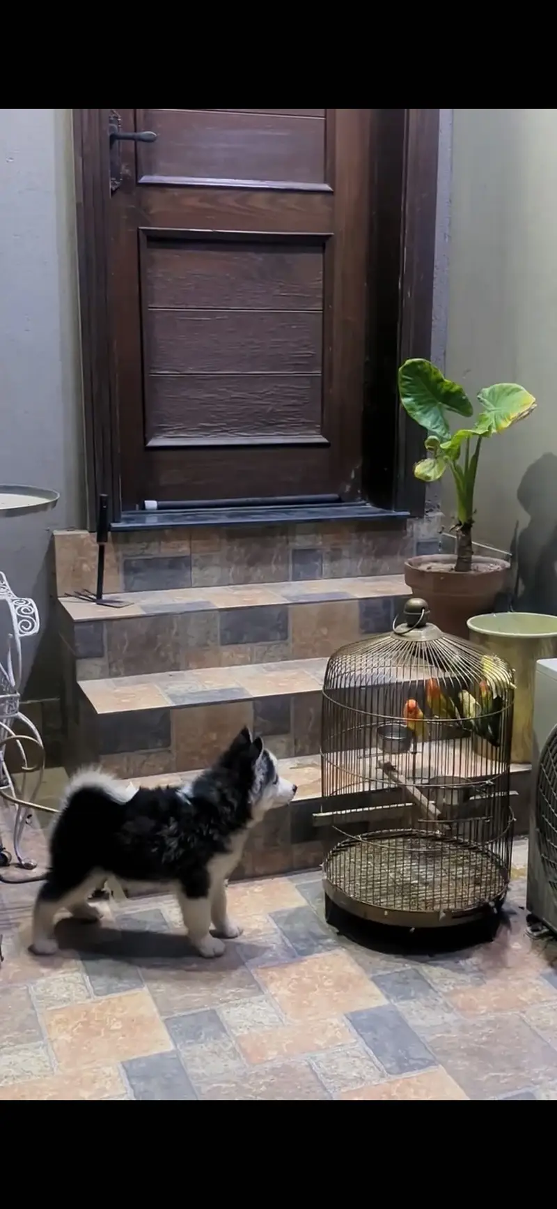 Love birds with cage — photo 3