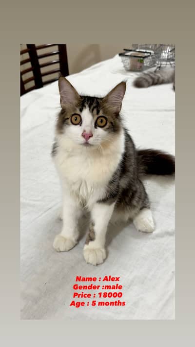 Persian Cat kitten cats Maine coon