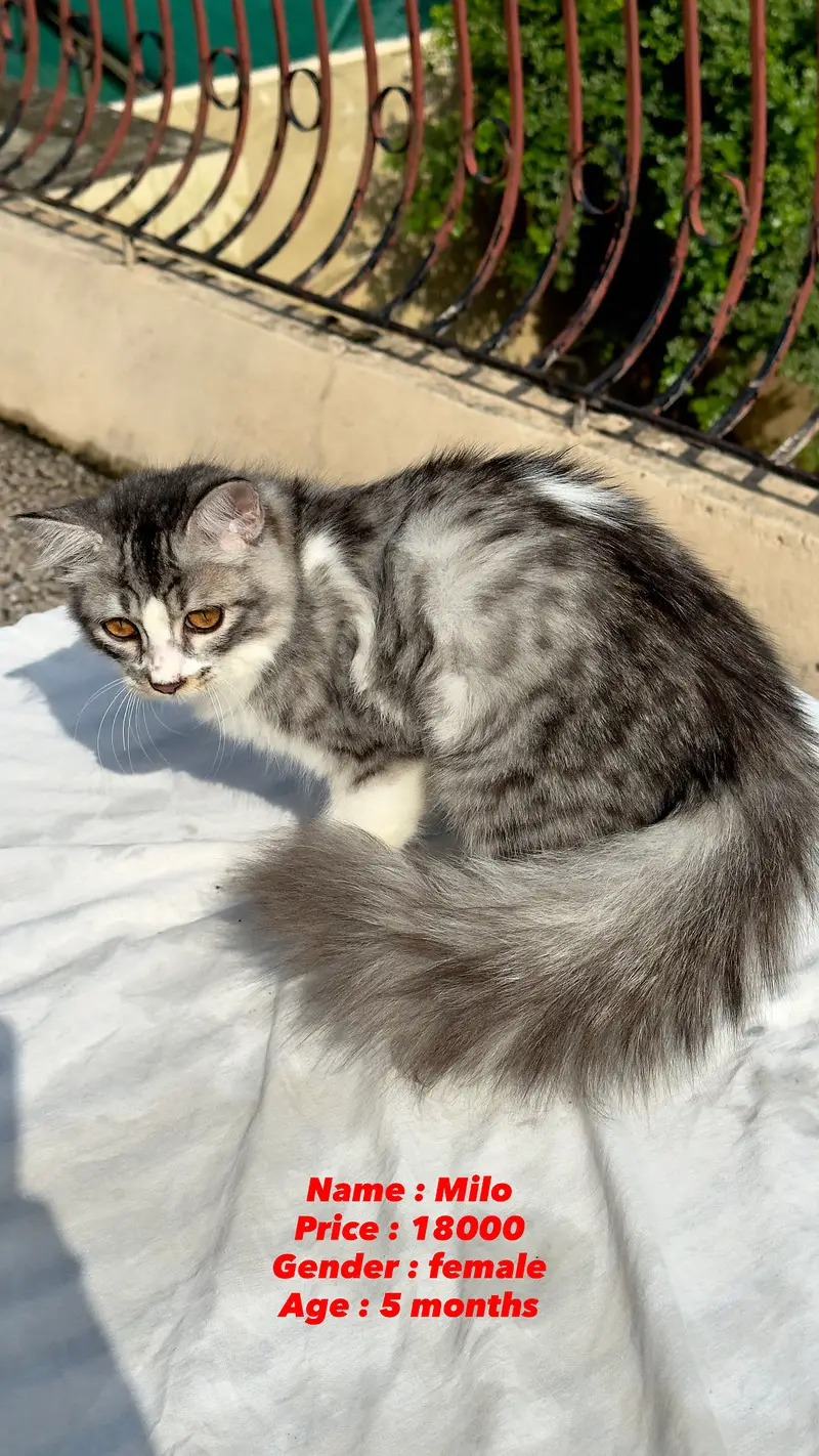 Persian Cat kitten cats Maine coon — photo 2