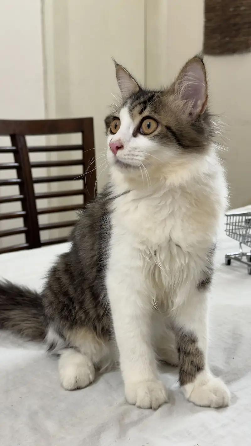 Persian Cat kitten cats Maine coon — photo 3