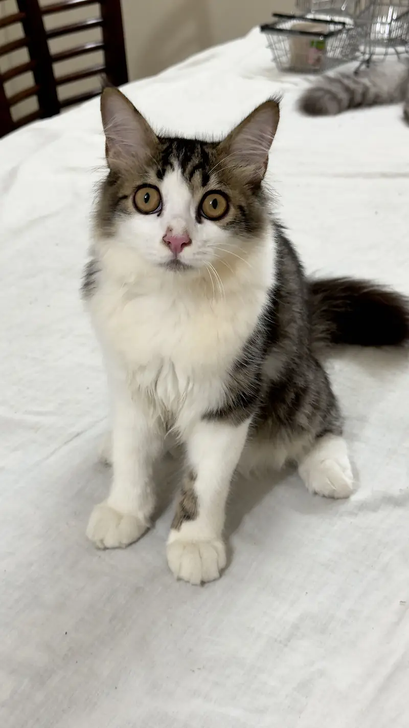 Persian Cat kitten cats Maine coon — photo 4