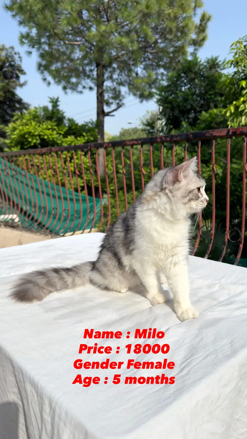 Persian Cat kitten cats Maine coon — photo 5