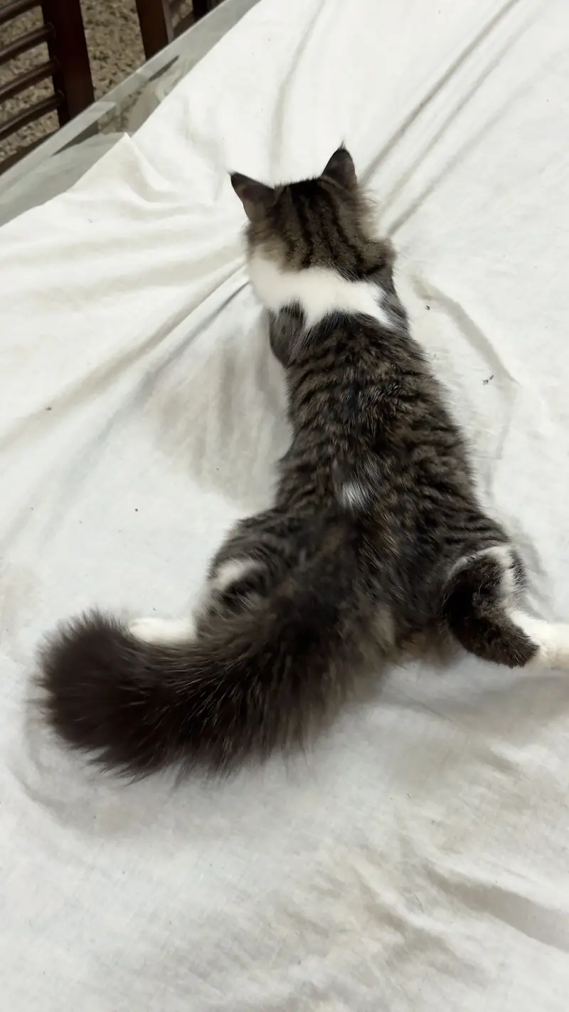 Persian Cat kitten cats Maine coon — photo 6