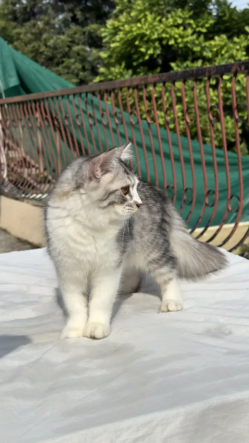 Persian Cat kitten cats Maine coon — photo 7