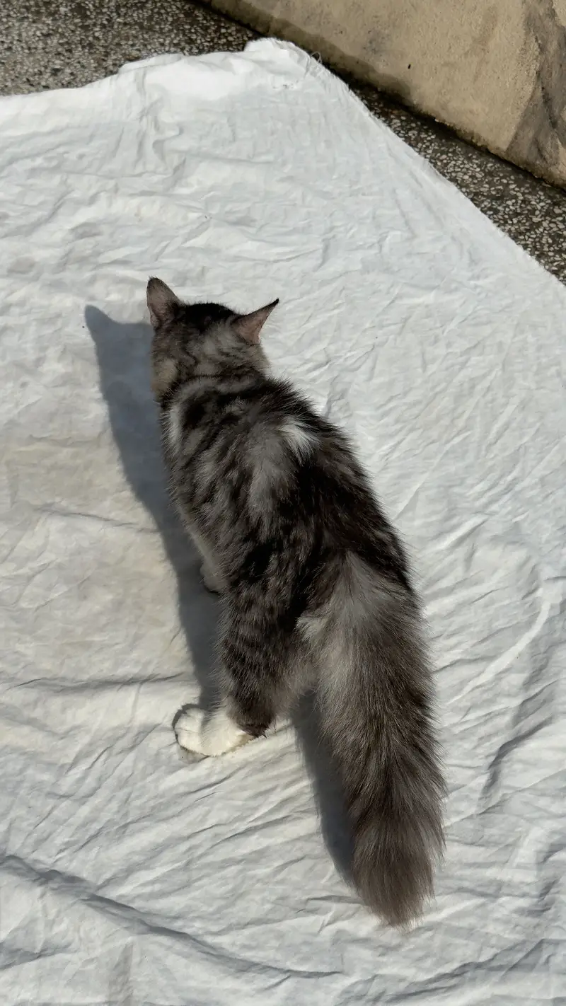 Persian Cat kitten cats Maine coon — photo 8