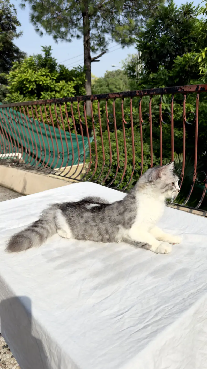 Persian Cat kitten cats Maine coon — photo 9