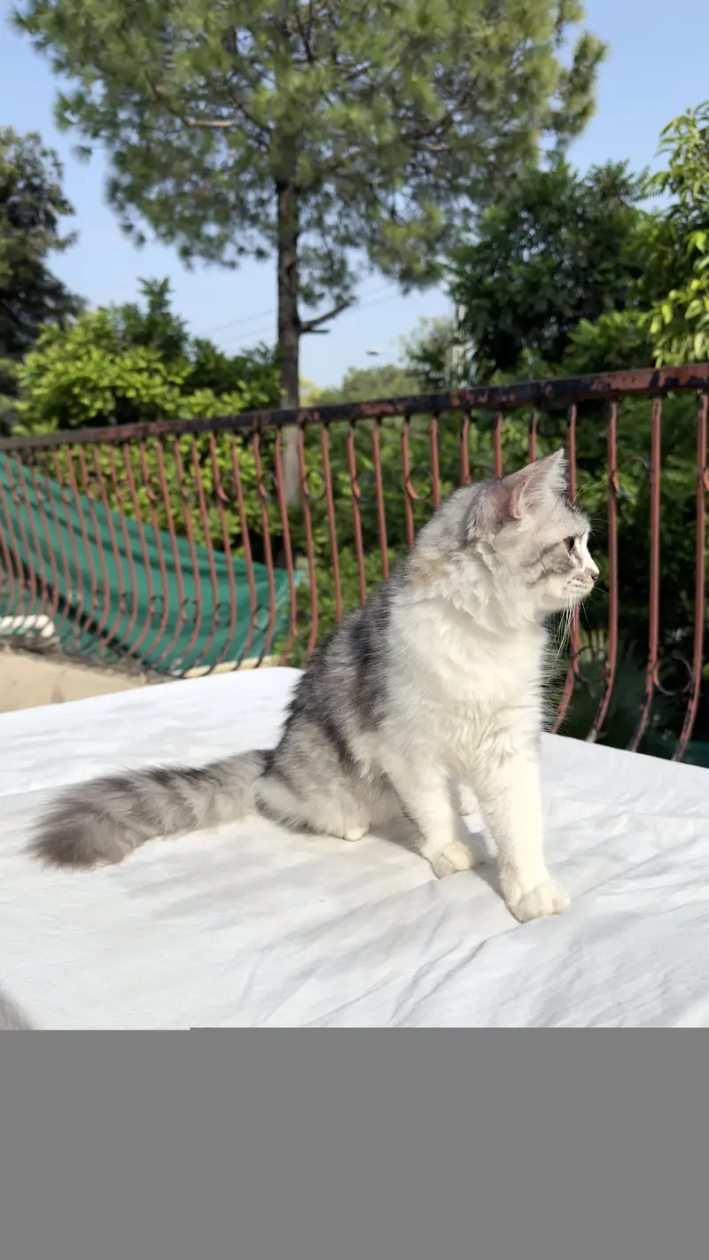 Persian Cat kitten cats Maine coon — photo 10