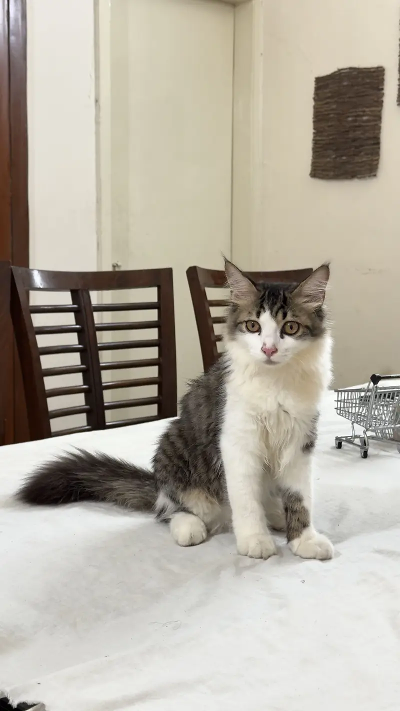 Persian Cat kitten cats Maine coon — photo 11