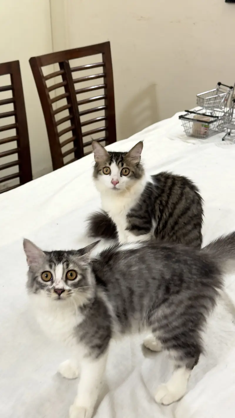 Persian Cat kitten cats Maine coon — photo 12