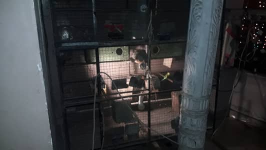 Jali thori kharab ha baki sab sai ha or nest box ka sath mila ga