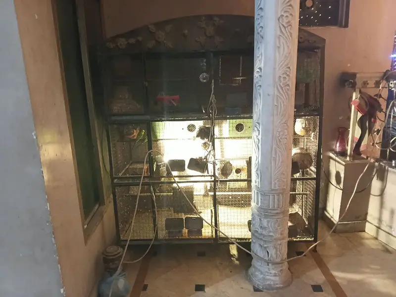 Jali thori kharab ha baki sab sai ha or nest box ka sath mila ga — photo 3