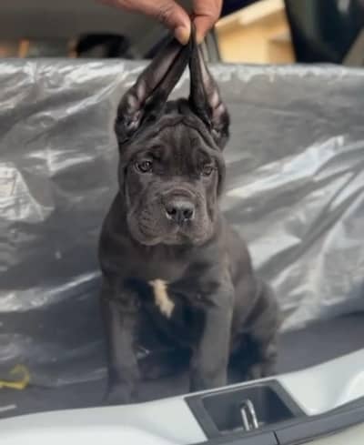 cane corso puppy blue eyes pure breed