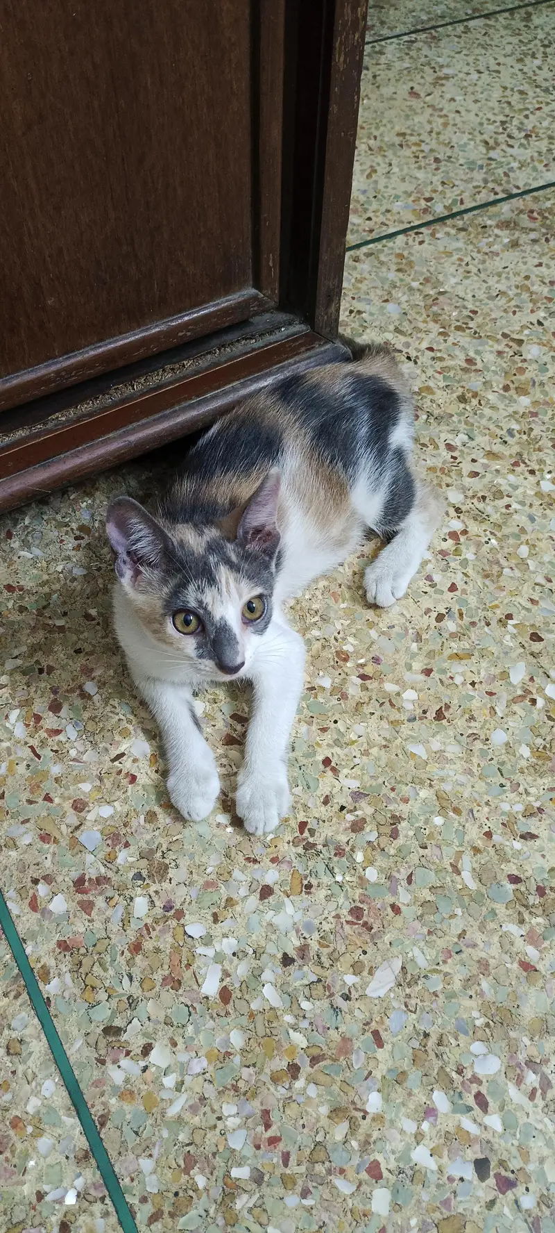 Kittens for Adoption — photo 3