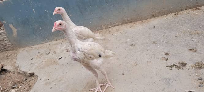 Heera Assel available for sale