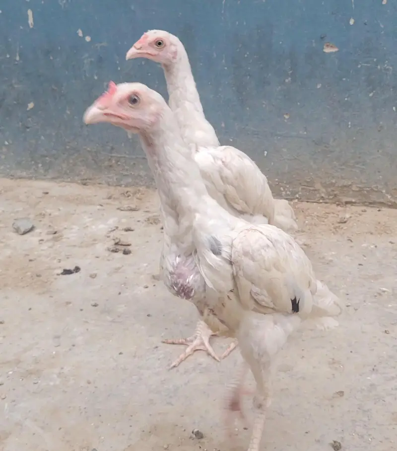 Heera Assel available for sale — photo 4