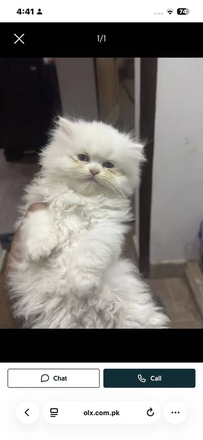 Beautiful Persion triple coat oud eyes