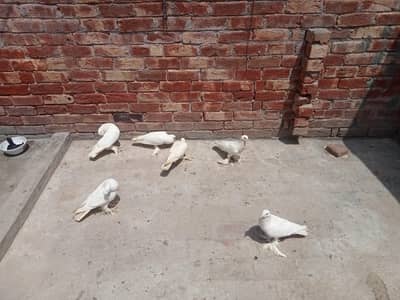 بہت اچھی کوالٹی کے بریڈر پیر ہیں کبھارہ اور انگلش لکے