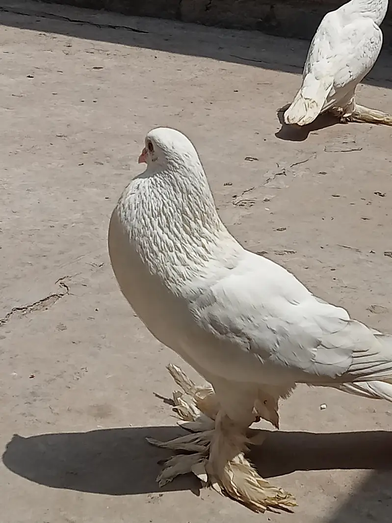 بہت اچھی کوالٹی کے بریڈر پیر ہیں کبھارہ اور انگلش لکے — photo 2