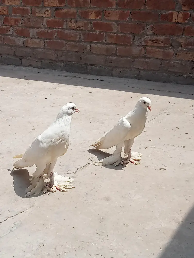 بہت اچھی کوالٹی کے بریڈر پیر ہیں کبھارہ اور انگلش لکے — photo 3