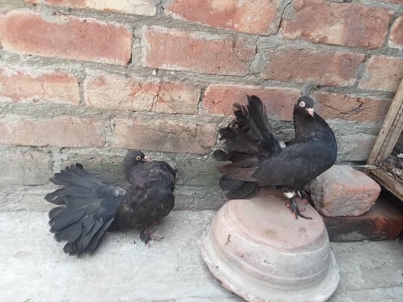 بہت اچھی کوالٹی کے بریڈر پیر ہیں کبھارہ اور انگلش لکے 3