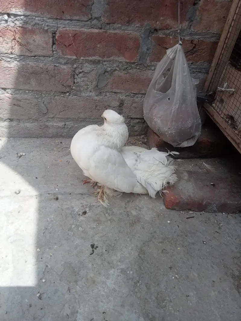 بہت اچھی کوالٹی کے بریڈر پیر ہیں کبھارہ اور انگلش لکے — photo 10