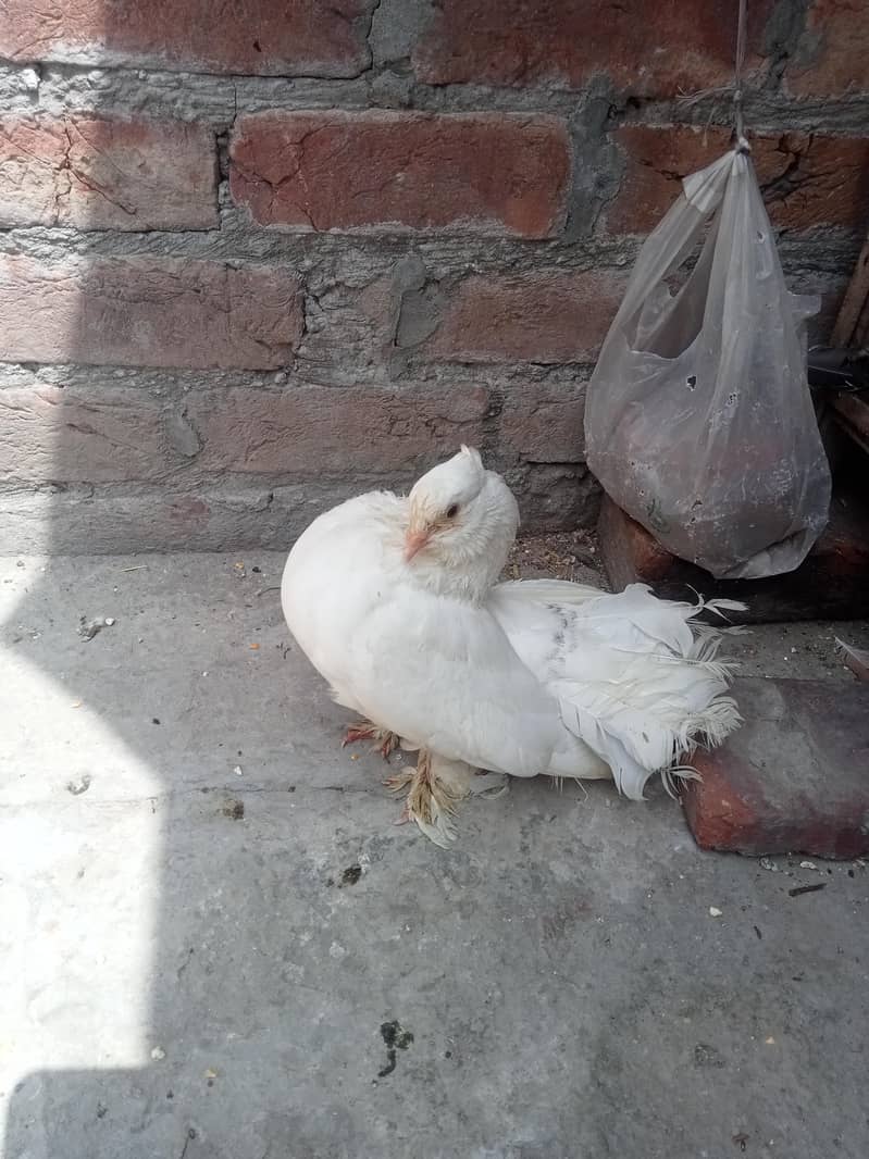 بہت اچھی کوالٹی کے بریڈر پیر ہیں کبھارہ اور انگلش لکے 10