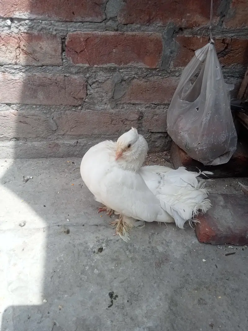 بہت اچھی کوالٹی کے بریڈر پیر ہیں کبھارہ اور انگلش لکے — photo 11