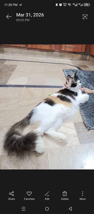 Calico Cat with 3 Kittens