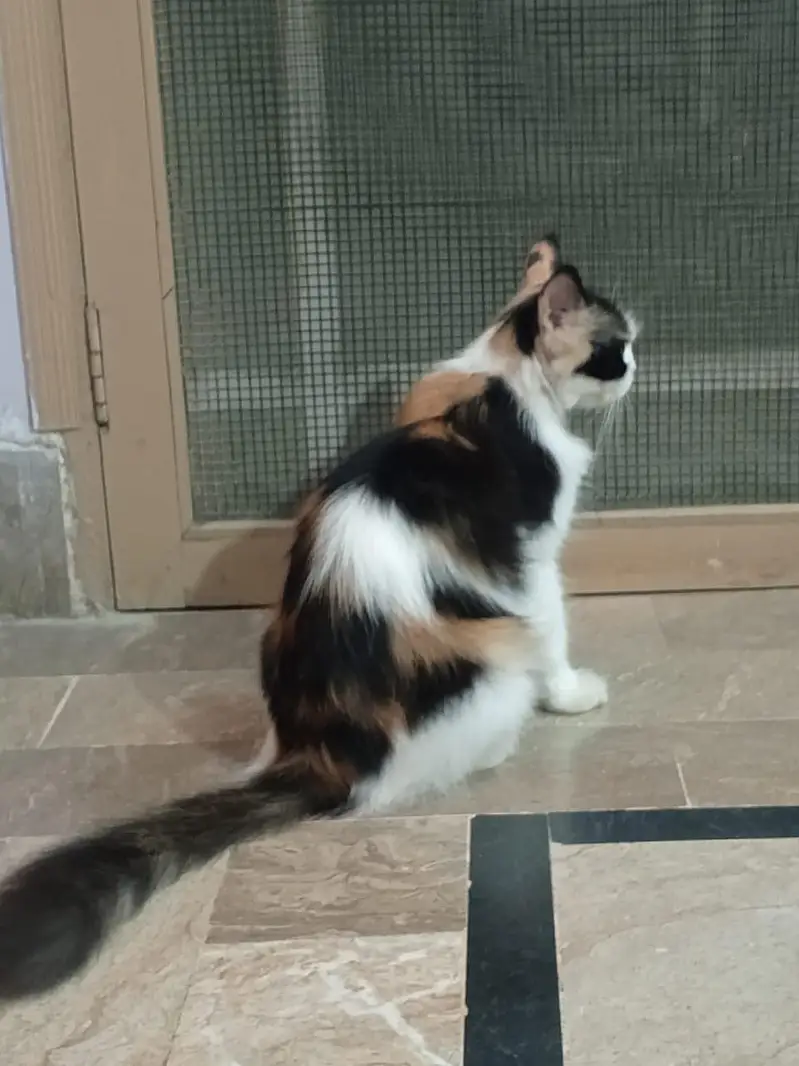 Calico Cat with 3 Kittens — photo 2