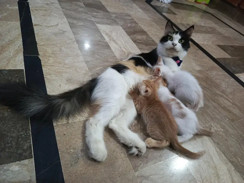Calico Cat with 3 Kittens — photo 3
