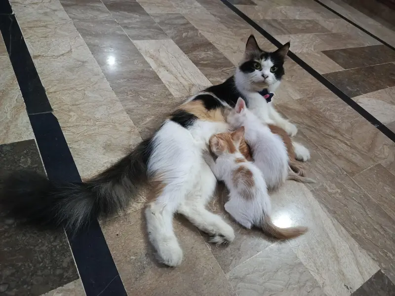 Calico Cat with 3 Kittens — photo 4
