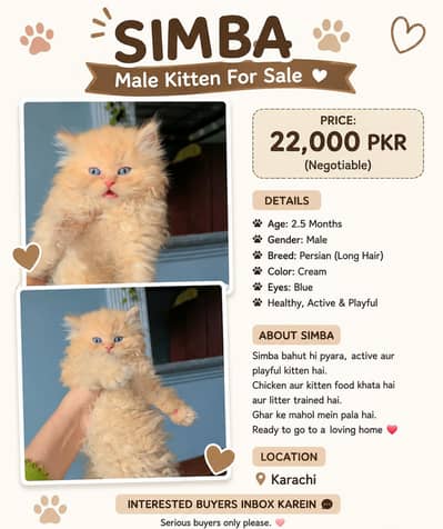 fullfy pershion cat for sell